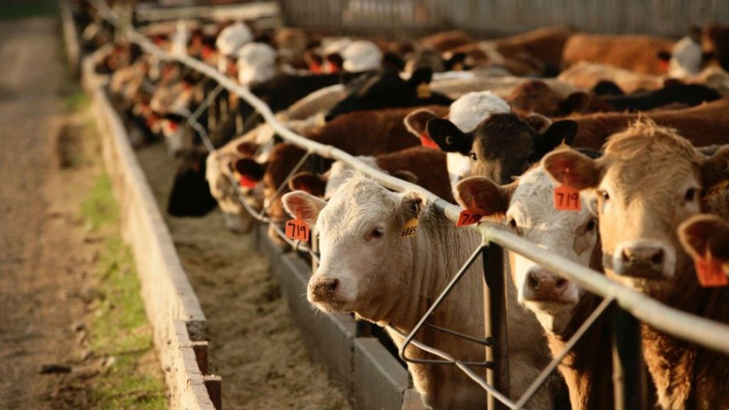 واردات دام زنده از آسیای میانه و اروپا به ایران 