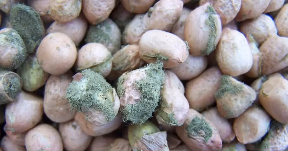 حد مجاز آفلاتوکسین پسته صادراتی به اروپا