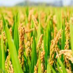 هزینه برنج وارداتی ۱۴۰۴