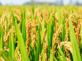 هزینه برنج وارداتی ۱۴۰۴