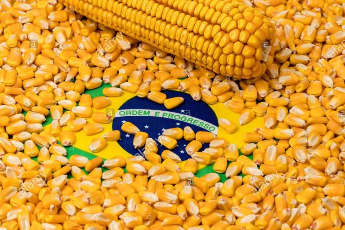 بهترین کشورها برای واردات ذرت دامی