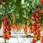 صادرات گوجه فرنگی گلخانه‌ای