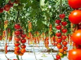 صادرات گوجه فرنگی گلخانه‌ای