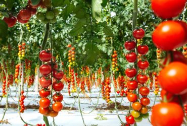 صادرات گوجه فرنگی گلخانه‌ای