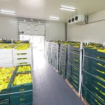 زنجیره سرد میوه صادراتی