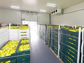 زنجیره سرد میوه صادراتی