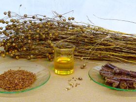 ارز ترجیحی واردات دانه های روغنی ۱۴۰۴