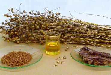 ارز ترجیحی واردات دانه‌ های روغنی ۱۴۰۴