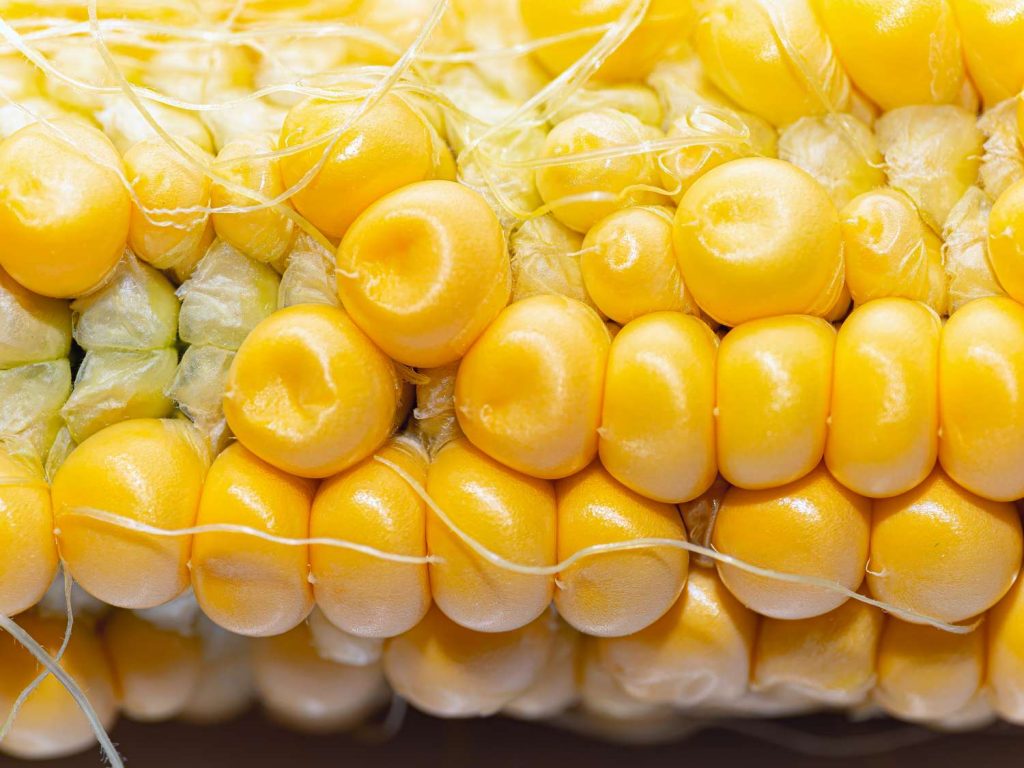 قرنطینه واردات ذرت