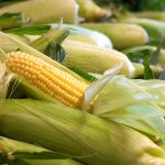 قرنطینه‌ واردات ذرت