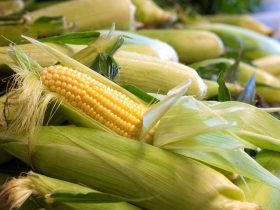قرنطینه واردات ذرت