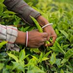 عقد قرارداد با تولیدکنندگان چای