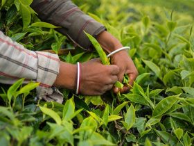 عقد قرارداد با تولیدکنندگان چای