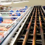 سورتینگ و بسته‌بندی سیب صادراتی