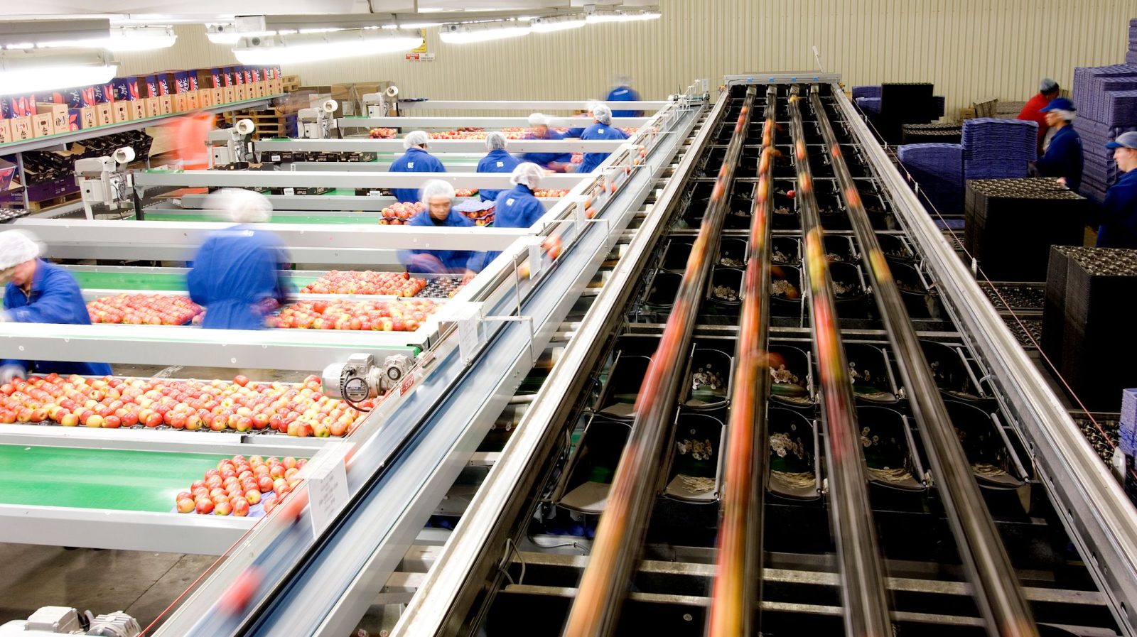 سورتینگ و بسته‌بندی سیب صادراتی