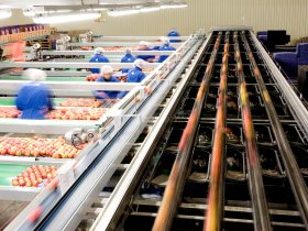 سورتینگ و بسته‌بندی سیب صادراتی