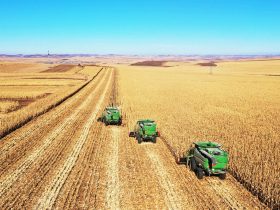 بهترین کشورها برای واردات ذرت دامی