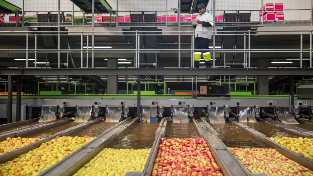 سورتینگ و بسته‌بندی سیب صادراتی