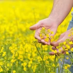 ثبت سفارش و واردات دانه‌ های روغنی