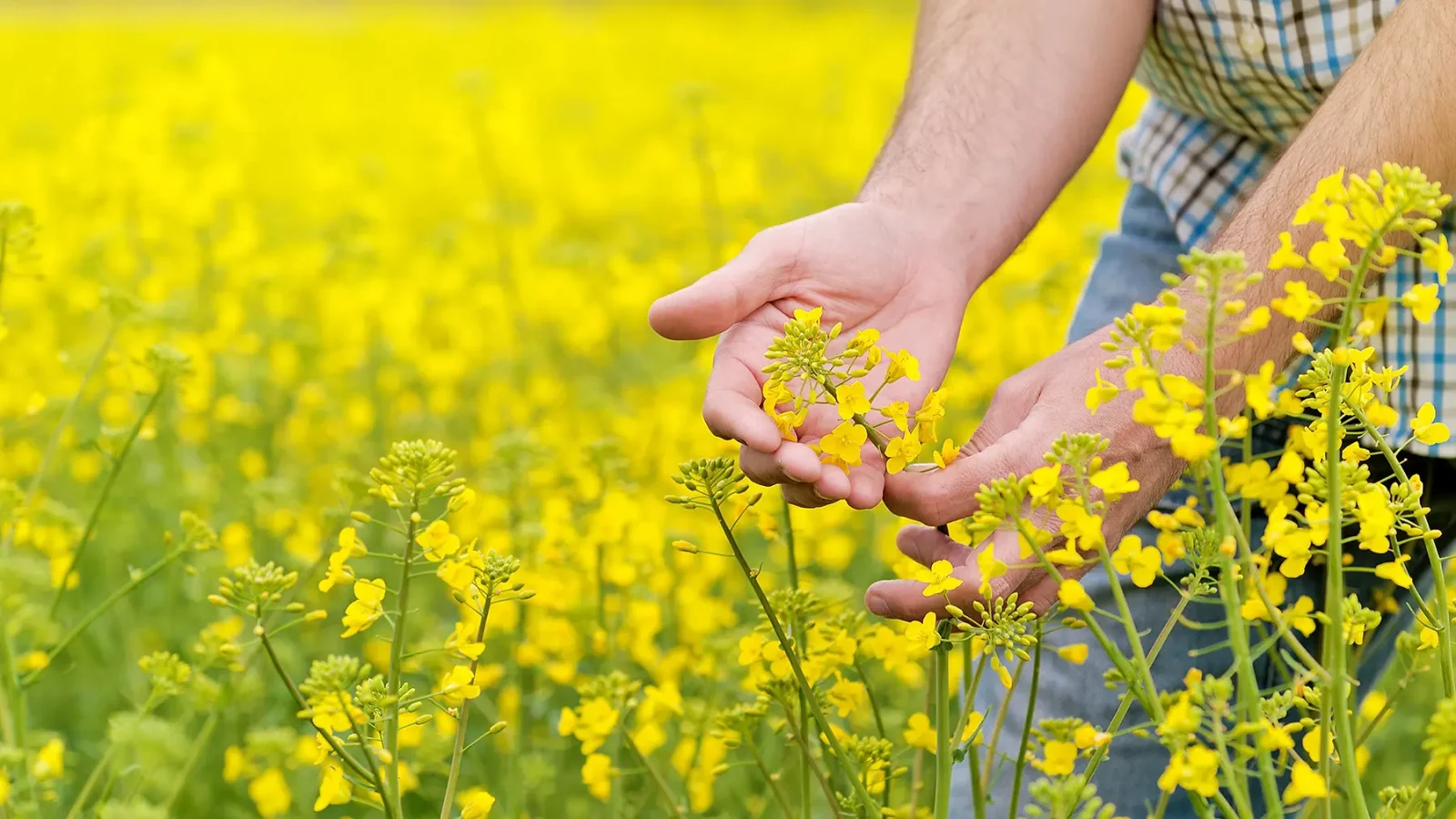 ثبت سفارش و واردات دانه های روغنی