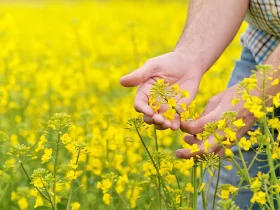 ثبت سفارش و واردات دانه های روغنی