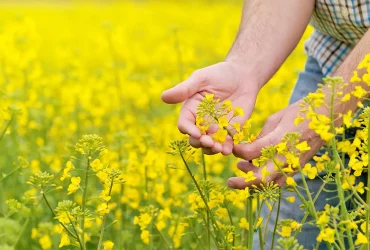 ثبت سفارش و واردات دانه‌ های روغنی