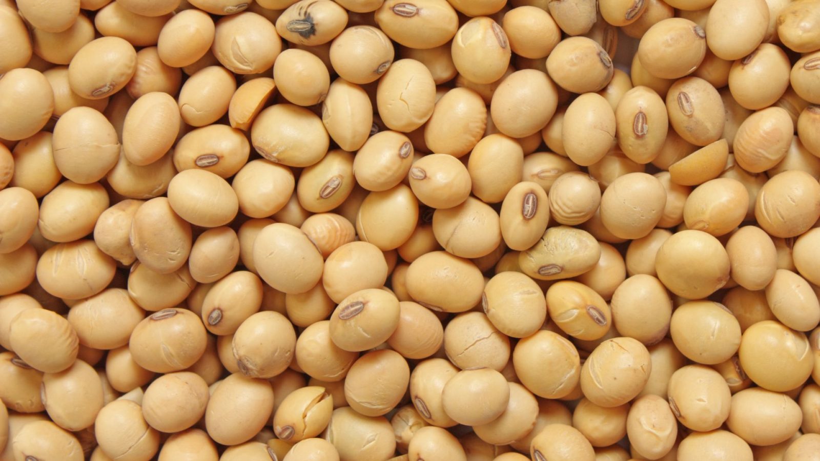 واردات کنجاله سویا یا دانه سویا