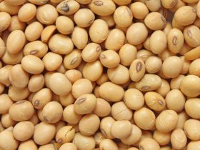 واردات کنجاله سویا یا دانه سویا