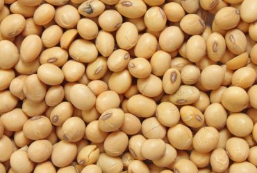 واردات کنجاله سویا یا دانه سویا