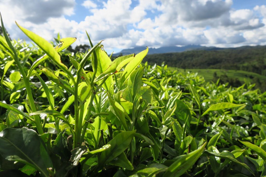 عقد قرارداد با تولیدکنندگان چای