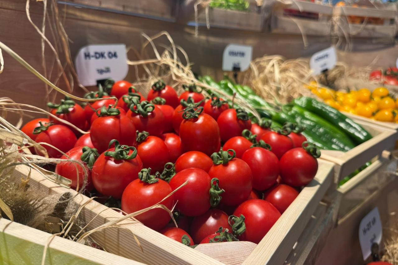 صادرات گوجه فرنگی گلخانه‌ای