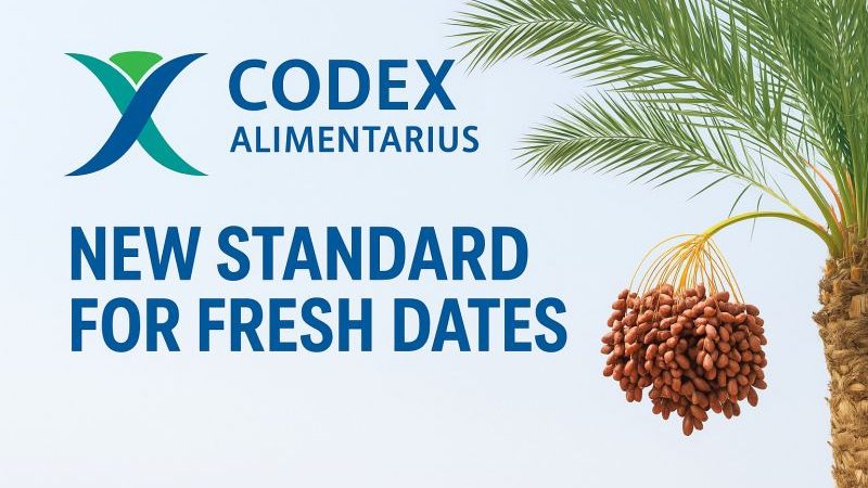 تضمین کیفیت خرما برای صادرات