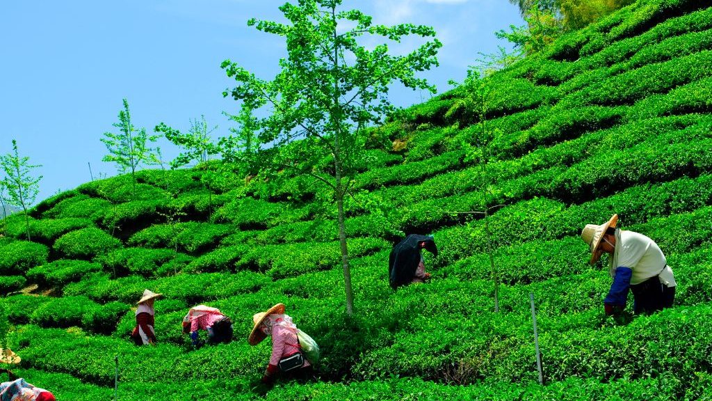 عقد قرارداد با تولیدکنندگان چای