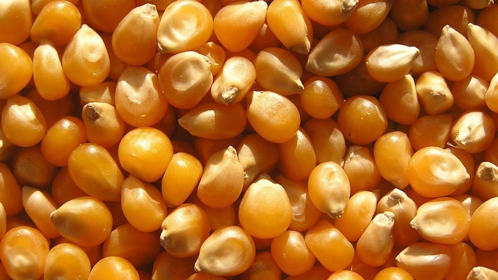 واردات ذرت دامی با ارز نیما