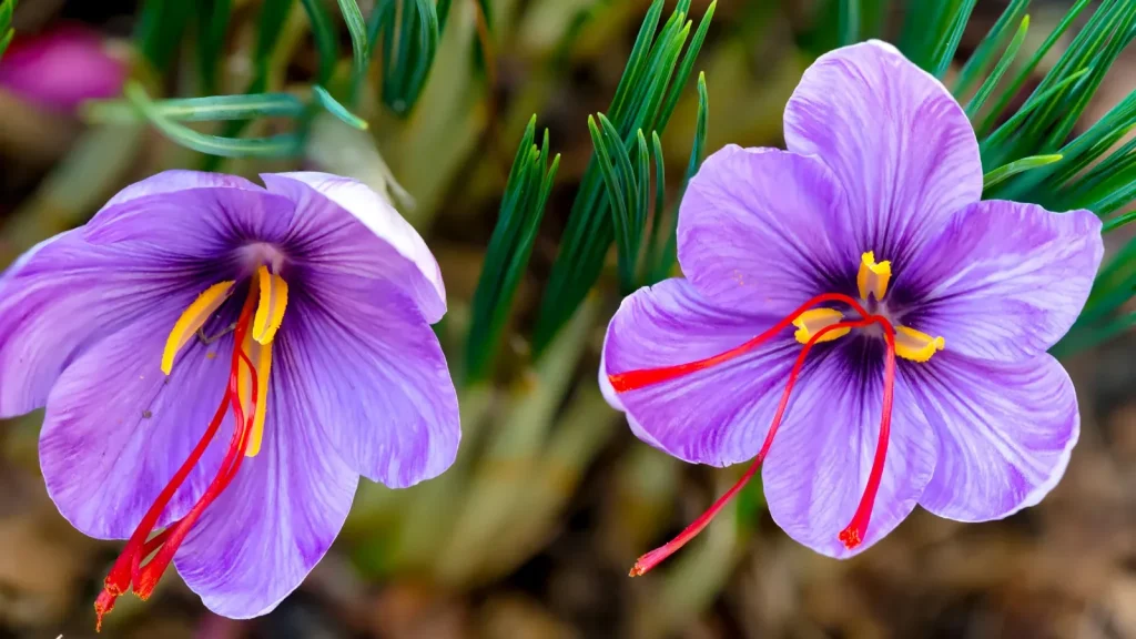 بازار لوکس زعفران در دبی و عمان