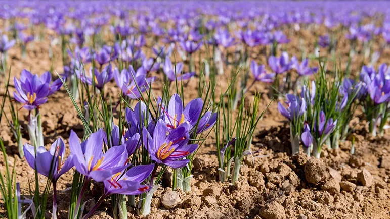 برندسازی زعفران ایرانی