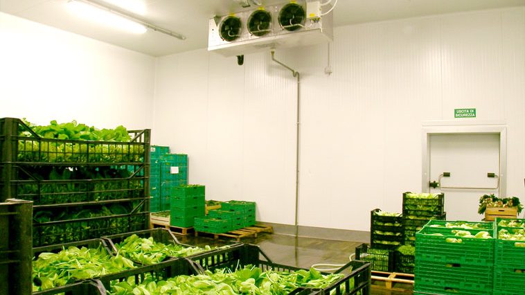 سورتینگ و بسته‌بندی سیب صادراتی