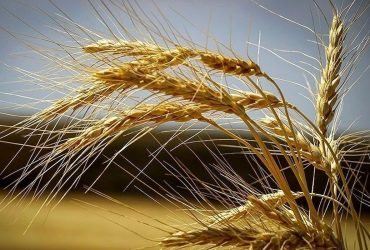 واردات کالاهای اساسی بدون انتقال ارز ۱۴۰۴
