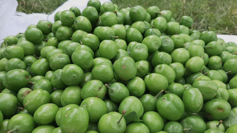 صادرات محصولات کشاورزی نوبرانه ۱۴۰۵
