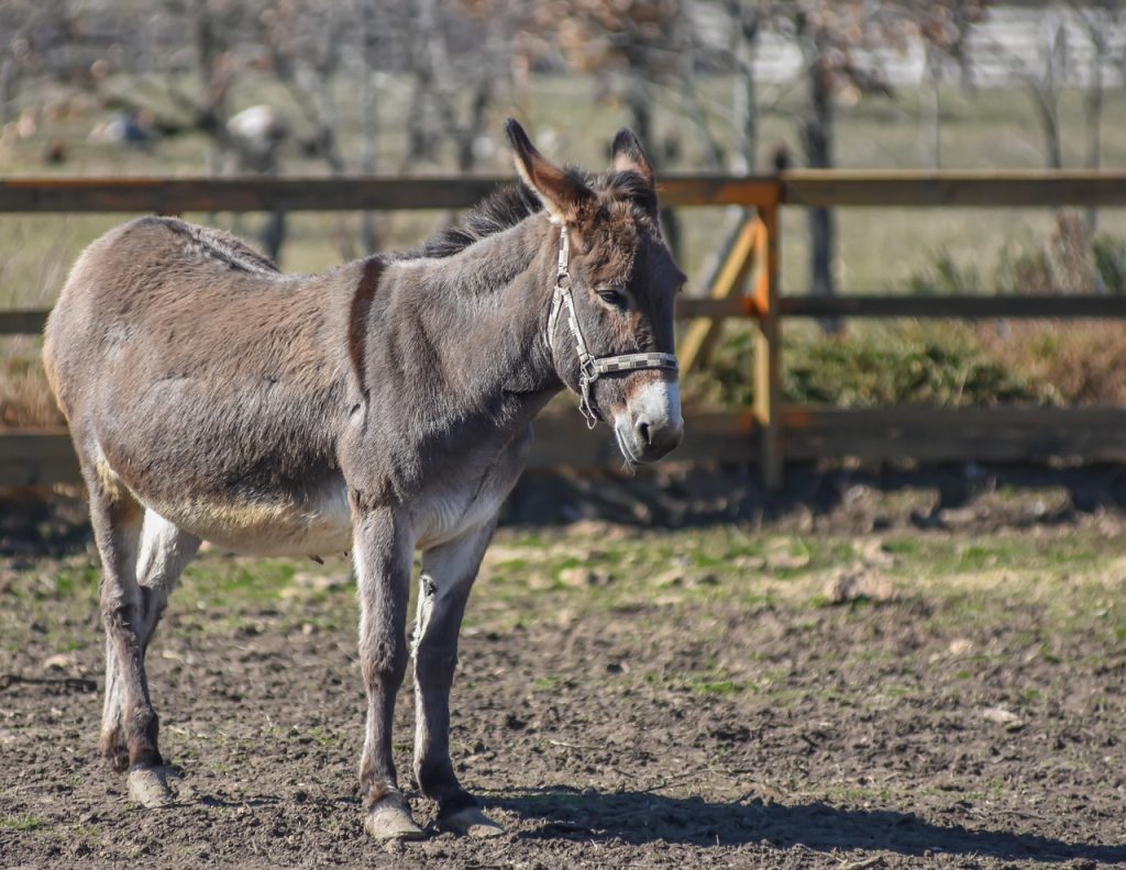 کالاهای ممنوعه وارداتی بهمن ۱۴۰۴