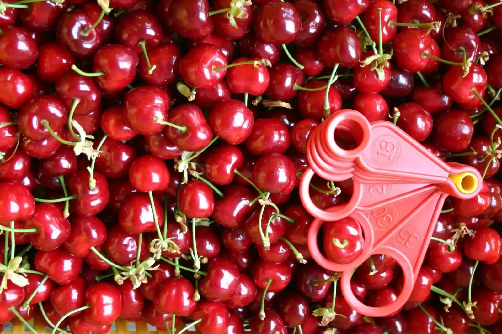 صادرات گیلاس به روسیه