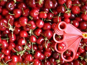 صادرات گیلاس به روسیه