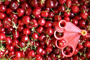 صادرات گیلاس به روسیه