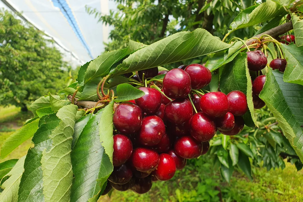 صادرات گیلاس به روسیه