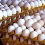 بخشنامه جدید صادرات تخم مرغ