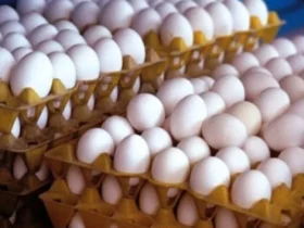 بخشنامه جدید صادرات تخم مرغ