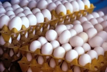 بخشنامه جدید صادرات تخم مرغ