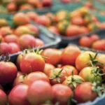 صادرات گوجه فرنگی به روسیه
