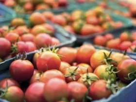 صادرات گوجه فرنگی به روسیه
