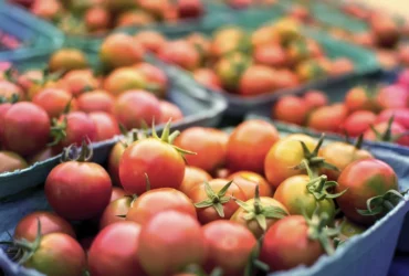 صادرات گوجه فرنگی به روسیه